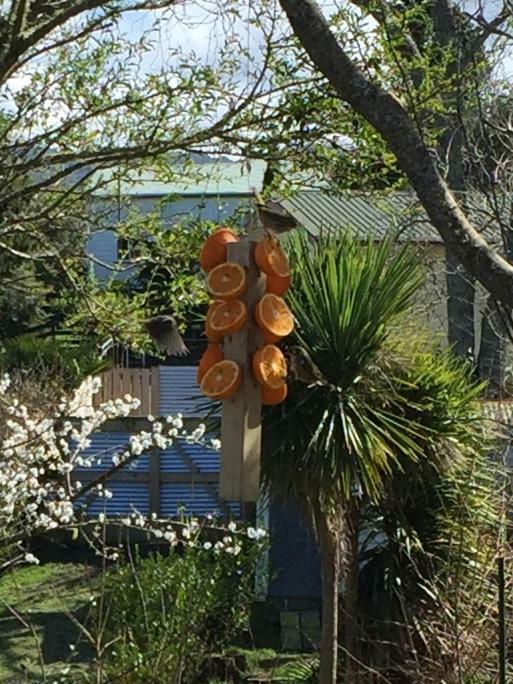 Union Street Hideaway Apartment Waihi Bagian luar foto